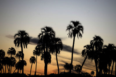 Low angle view of palm trees against sky