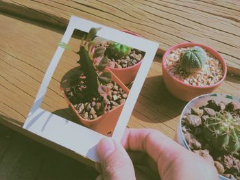 Cropped hand holding paper over potted plants