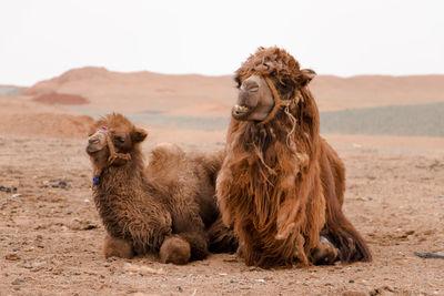 Close-up of camels relaxing on desert