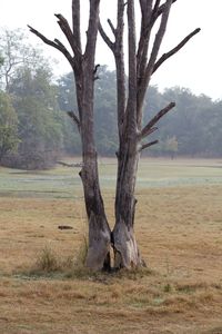 Dead tree on field against sky