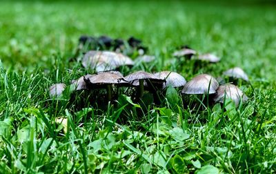 Close-up of mushroom growing on field