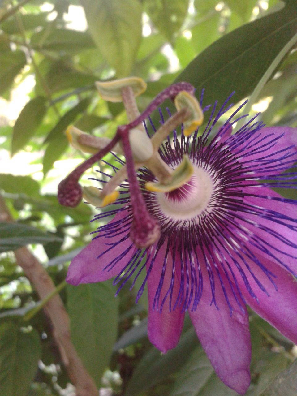 flower, freshness, growth, fragility, petal, flower head, beauty in nature, close-up, purple, nature, focus on foreground, single flower, blooming, plant, pollen, one animal, animals in the wild, low angle view, day, wildlife