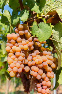 Close-up of grapes growing in vineyard