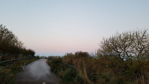 Scenic view of trees against sky