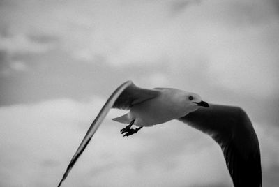 Close-up of seagull flying