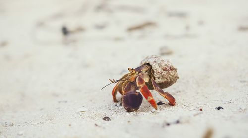 Close-up of a crab on sand