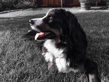 Close-up of dog sticking out tongue