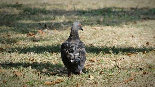 Black bird in a field