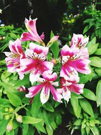 Close-up of pink flowering plant