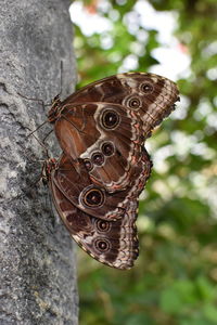 Close-up of butterfly perching on tree