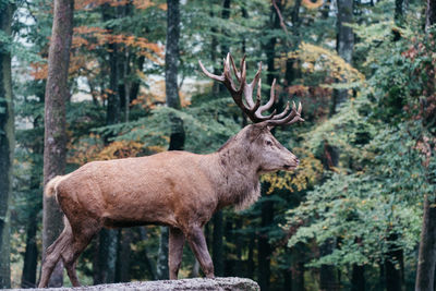 Deer standing in a forest