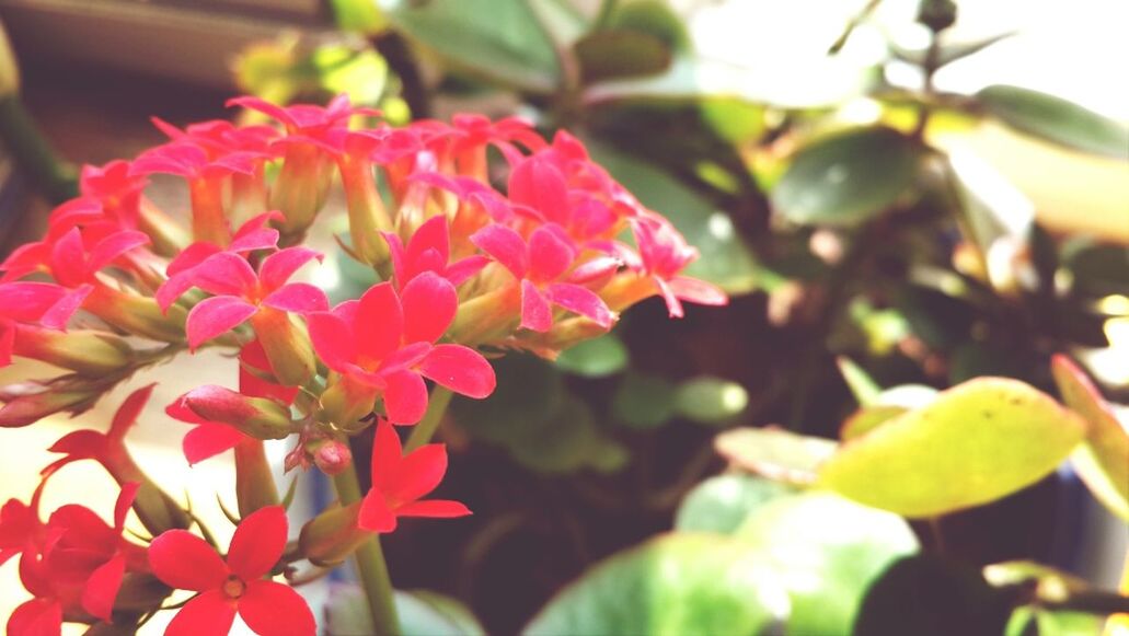 flower, freshness, petal, fragility, growth, focus on foreground, close-up, beauty in nature, pink color, flower head, nature, blooming, plant, yellow, leaf, in bloom, bud, day, blossom, no people