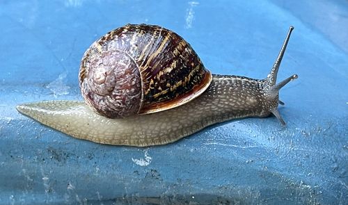 snail