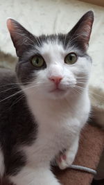 Close-up portrait of a cat