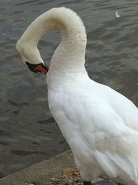 Bird on white background