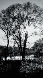 Silhouette bare tree against sky