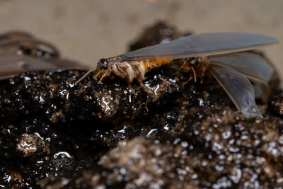 Close-up of insect