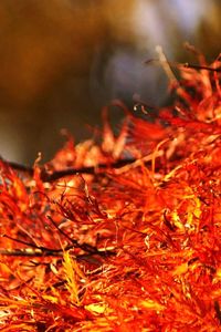 Close-up of red leaves