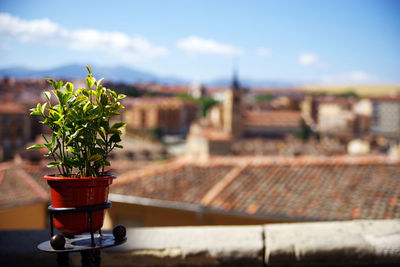 Close-up of potted plant against building in city