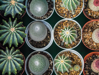 Full frame shot of potted plants