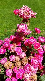 Close-up of pink flowers blooming in field