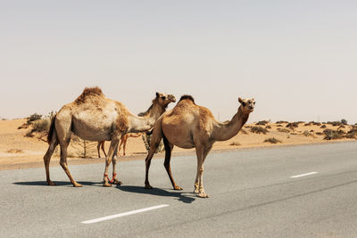 A herd of domesticated one-humped arab camels crossing the road, dubai united arab emirates