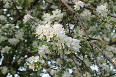 Close-up of white cherry blossoms in spring