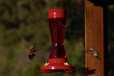 Close-up of bird on feeder