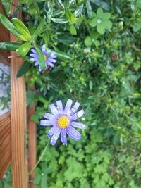 Close-up of purple flowers blooming outdoors