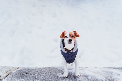 Portrait of dog standing in snow