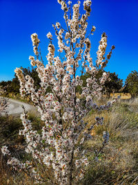 Low angle view of cherry blossom against clear sky