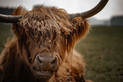 Close-up of a horse