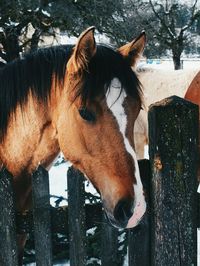 Close-up of horse in winter