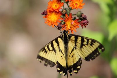 Close-up of butterfly on flower