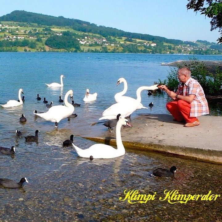 BIRDS ON CALM LAKE