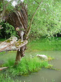 Green tree trunk in water