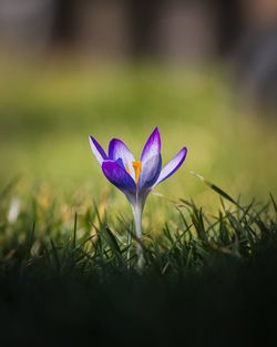 Close-up of purple crocus flower