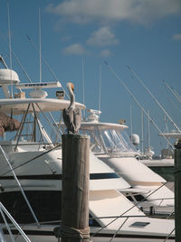 Rear view of pelican on wooden post in front of yachts at harbor