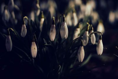 Close-up of flowering plants