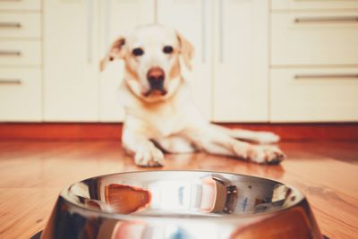 Close-up of dog at home