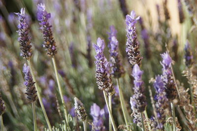 Close-up of lavenders growing outdoors