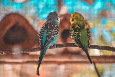 Close-up of parrot perching on branch