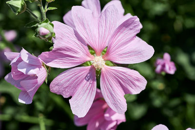 Close-up of pink flowering plant