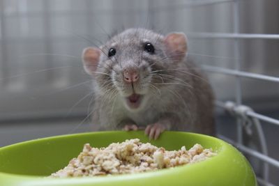 Close-up of mouse by food in cage