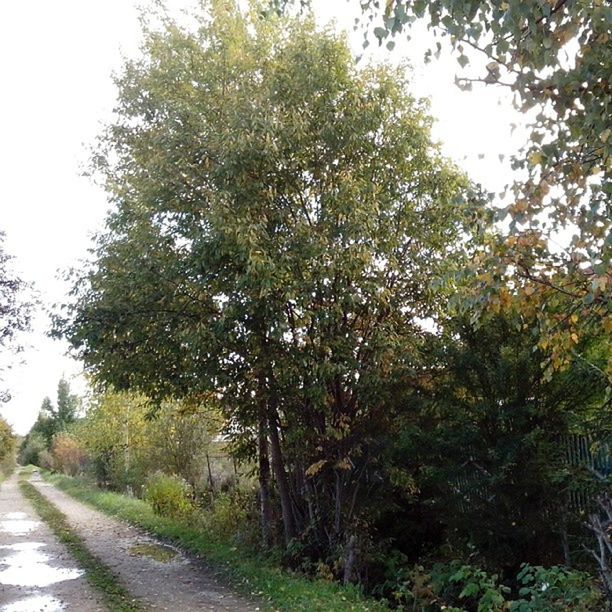 tree, growth, the way forward, tranquility, nature, road, green color, tranquil scene, beauty in nature, branch, footpath, transportation, clear sky, day, diminishing perspective, sky, tree trunk, outdoors, sunlight, no people