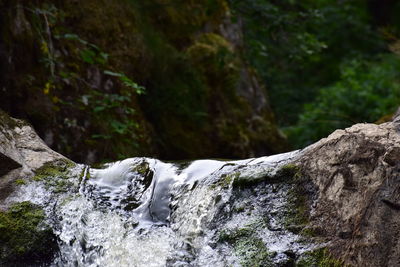 Close-up of rock formation by river in forest