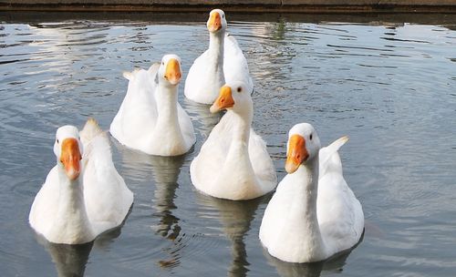 White geese swimming in lake