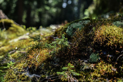 Close-up of moss growing on rock