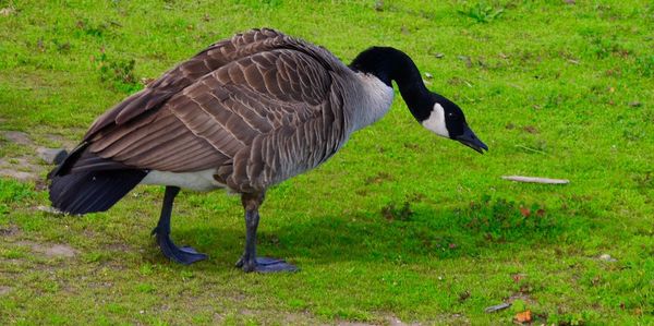 Birds on grassy field