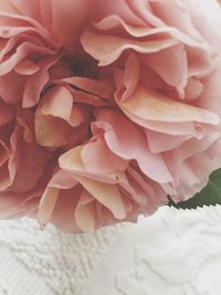 Close-up of pink rose